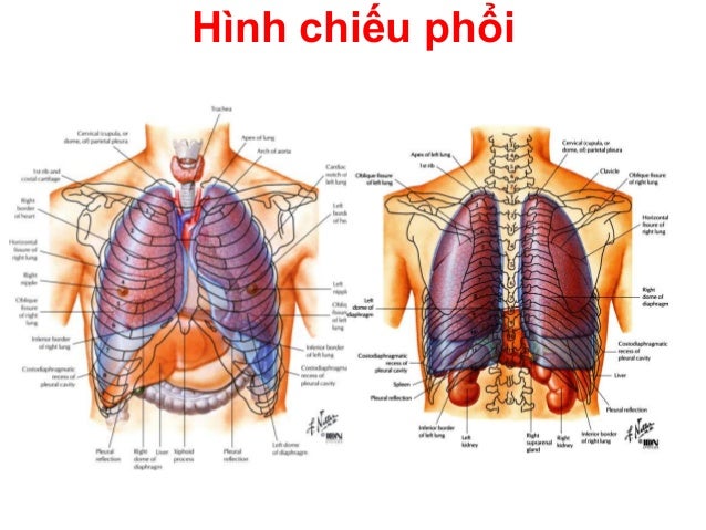 HÌNH ẢNH. ĐỐI CHIẾU MÀNG PHỔI LÊN LỒNG NGỰC