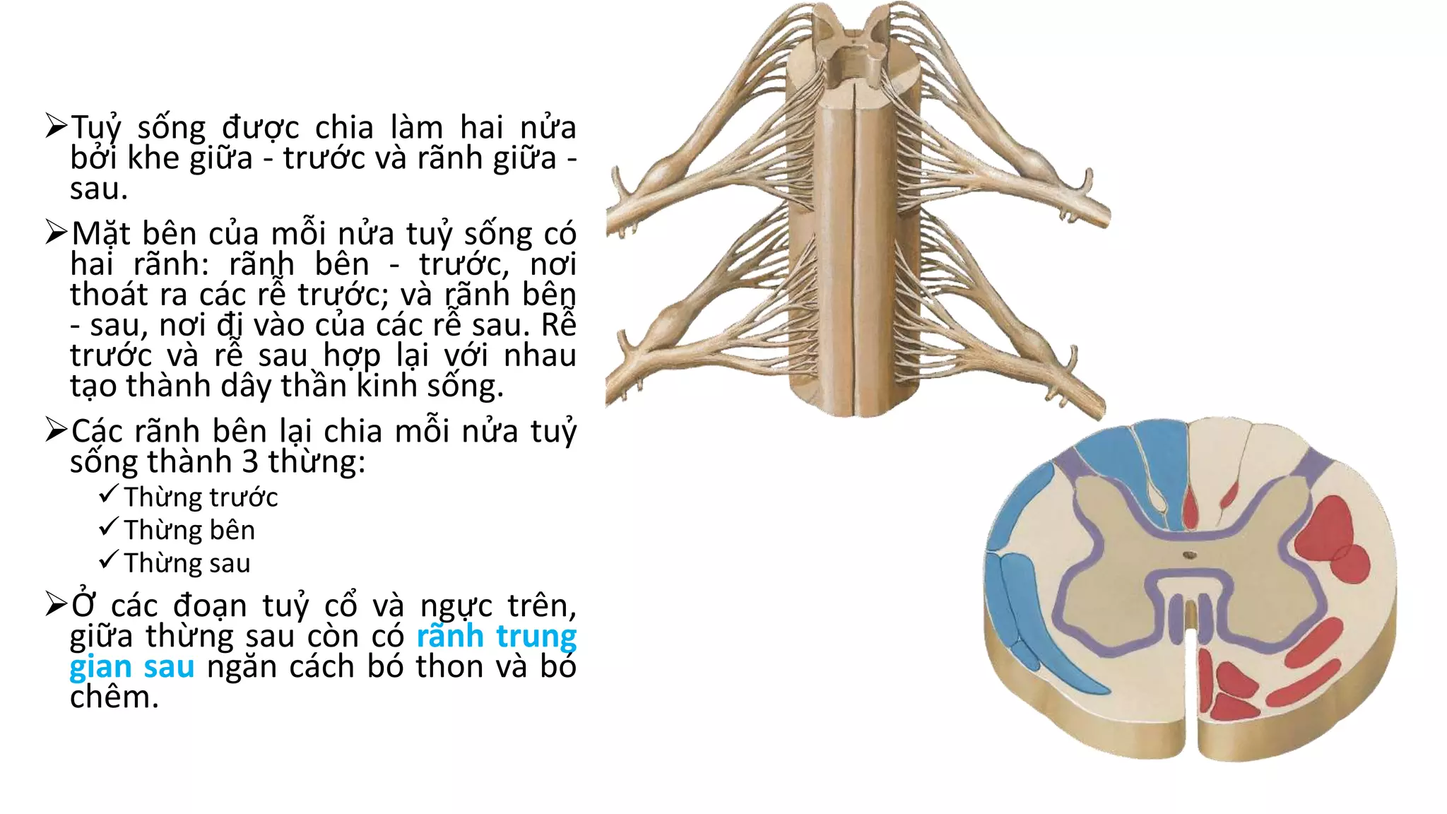 [Bài giảng, ngực bụng] tuy song 2 | PPT