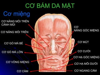 CƠ NÂNG MÔI TRÊN
CÁNH MŨI
CƠ NÂNG MÔI TRÊN
CƠ GÒ MÁ BÉ
CƠ GÒ MÁ LỚN
CƠ CẰM
CƠ HẠ MÔI DƯỚI
CƠ HẠ GÓC MIỆNG
CƠ CƯỜI
CƠ MÚT
CƠ
NÂNG GÓC MIỆNG
CƠ VÒNG MIỆNG
CƠ NGANG CẰM
CƠ BÁM DA MẶTCƠ BÁM DA MẶT
Cơ miệngCơ miệng
 