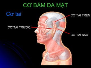 CƠ TAI TRƯỚC
CƠ TAI TRÊN
CƠ TAI SAU
Cơ taiCơ tai
CƠ BÁM DA MẶTCƠ BÁM DA MẶT
 