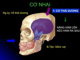 1- CƠ THÁI DƯƠNG1- CƠ THÁI DƯƠNG
B.Tận: Mõm vẹt
NÂNG HÀM LÊN
KÉO HÀM RA SAU
CƠ NHAICƠ NHAI
Ng.ủy: hố thái dương
 