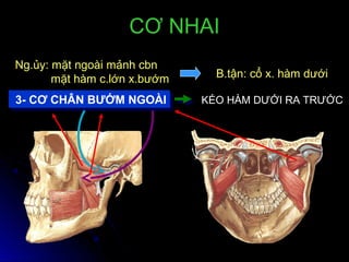 3- CƠ CHÂN BƯỚM NGOÀI3- CƠ CHÂN BƯỚM NGOÀI KÉO HÀM DƯỚI RA TRƯỚC
CƠ NHAICƠ NHAI
Ng.ủy: mặt ngoài mảnh cbn
mặt hàm c.lớn x.bướm B.tận: cổ x. hàm dưới
 