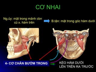 4- CƠ CHÂN BƯỚM TRONG4- CƠ CHÂN BƯỚM TRONG KÉO HÀM DƯỚI
LÊN TRÊN RA TRƯỚC
Ng.ủy: mặt trong mảnh cbn
củ x. hàm trên B.tận: mặt trong góc hàm dưới
CƠ NHAICƠ NHAI
 