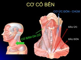 CƠ ỨC ĐÒN - CHỦM
CƠ BÁM DA CỔ
ĐẦU ỨC
ĐẦU ĐÒN
CƠ CỔ BÊNCƠ CỔ BÊN
 