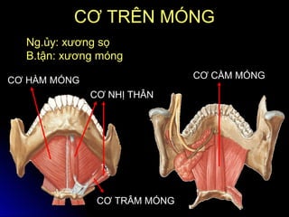 CƠ HÀM MÓNG
CƠ NHỊ THÂN
CƠ TRÂM MÓNG
CƠ CẰM MÓNG
CƠ TRÊN MÓNGCƠ TRÊN MÓNG
Ng.ủy: xương sọ
B.tận: xương móng
 
