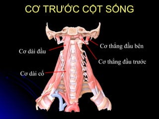 Cơ dài đầu
Cơ dài cổ
Cơ thẳng đầu trước
CƠ TRƯỚC CỘT SỐNGCƠ TRƯỚC CỘT SỐNG
Cơ thẳng đầu bên
 