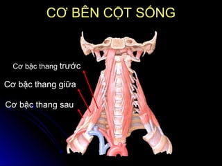Cơ bậc thang sau
Cơ bậc thang giữa
Cơ bậc thang trước
CƠ BÊN CỘT SỐNGCƠ BÊN CỘT SỐNG
 