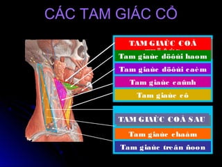 TAM GIAÙC COÅ
TRÖÔÙC
TAM GIAÙC COÅ
TRÖÔÙC
Tam giaùc döôùi haøm
Tam giaùc caûnh
Tam giaùc cô
TAM GIAÙC COÅ SAUTAM GIAÙC COÅ SAU
Tam giaùc chaåm
Tam giaùc treân ñoøn
CÁC TAM GIÁC CỔCÁC TAM GIÁC CỔ
Tam giaùc döôùi caèm
 
