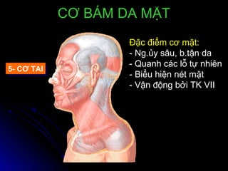 5- CƠ TAI5- CƠ TAI
CƠ BÁM DA MẶTCƠ BÁM DA MẶT
Đặc điểm cơ mặt:
- Ng.ủy sâu, b.tận da
- Quanh các lỗ tự nhiên
- Biểu hiện nét mặt
- Vận động bởi TK VII
 