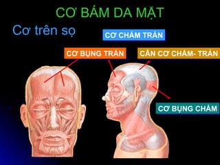Cơ trên sọCơ trên sọ
CƠ BỤNG TRÁNCƠ BỤNG TRÁN
CƠ BỤNG CHẨMCƠ BỤNG CHẨM
CÂN CƠ CHẨM- TRÁNCÂN CƠ CHẨM- TRÁN
CƠ BÁM DA MẶTCƠ BÁM DA MẶT
CƠ CHẨM TRÁNCƠ CHẨM TRÁN
 