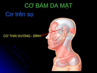 CƠ THÁI DƯƠNG - ĐỈNH
Cơ trên sọCơ trên sọ
CƠ BÁM DA MẶTCƠ BÁM DA MẶT
 