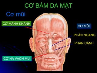 CƠ HẠ VÁCH MŨICƠ HẠ VÁCH MŨI
CƠ MŨICƠ MŨI
PHẦN NGANG
PHẦN CÁNH
CƠ MẢNH KHẢNHCƠ MẢNH KHẢNH
CƠ BÁM DA MẶTCƠ BÁM DA MẶT
Cơ mũiCơ mũi
 