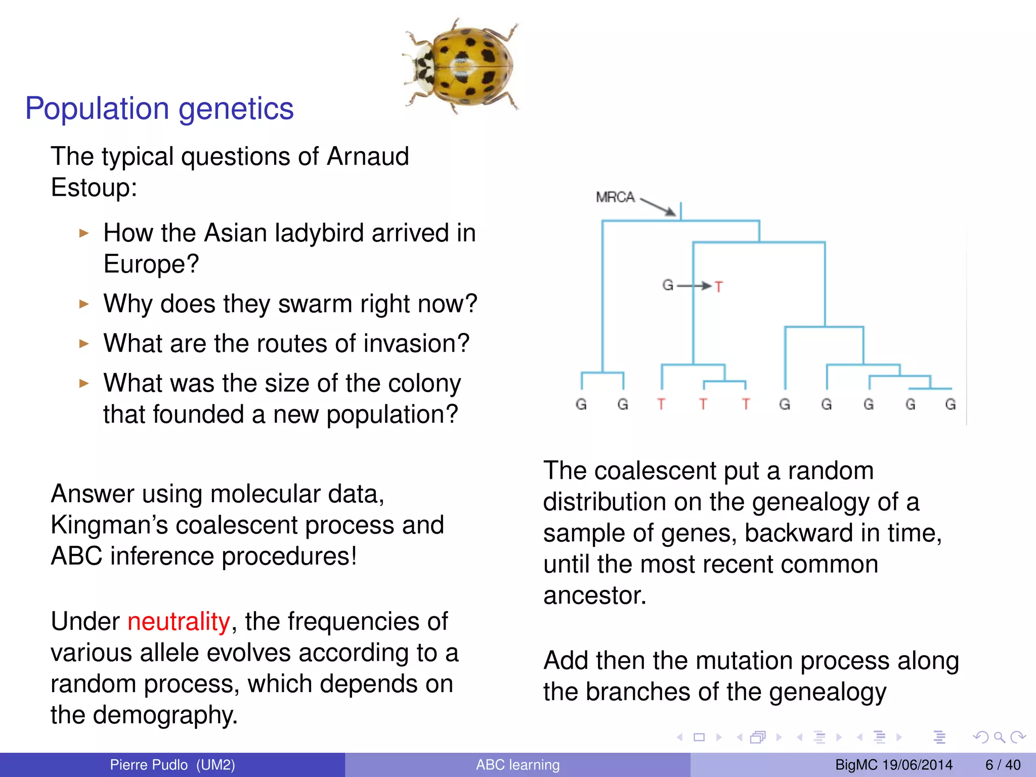 Population genetics The typical questions of Arnaud Estoup: I How the Asian ladybird arrived in Europe? I Why does they swarm right now? I What are the routes of invasion? I What was the size of the colony that founded a new population? Answer using molecular data, Kingman’s coalescent process and ABC inference procedures! Under neutrality, the frequencies of various allele evolves according to a random process, which depends on the demography. Sous l’hypothèse de neutralité des marqueurs les mutations sont indépendantes de la i.e. la généalogie ne dépend que des processus On construit donc la généalogie selon démographiques (ex. N), puis mutations branches, l’arbre On obtient polymorphisme démographiques considérés The coalescent put a random distribution on the genealogy of a sample of genes, backward in time, until the most recent common ancestor. Add then the mutation process along the branches of the genealogy Pierre Pudlo (UM2) ABC learning BigMC 19/06/2014 6 / 40 
