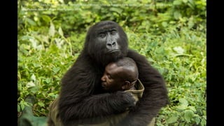 The Human Touch by James Gifford, Human/Nature Winner, Virunga National Park, Democratic Republic of the Congo
BigPicture: Natural World Photography 2019
 