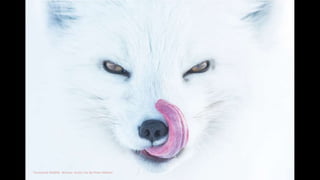 Terrestrial Wildlife Winner: Arctic Fox By Peter Mather
 