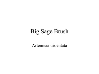 Big Sage Brush 
Artemisia tridentata 
 