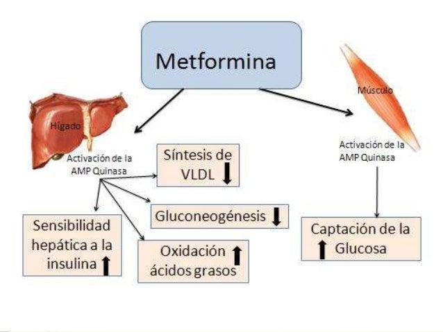 TRATAMIENTO FARMACOLOGICO DIABETES TIPO II (METFORMINA Y TRATAMIENTO FARMACOLOGICO DIABETES TIPO II (METFORMINA Y