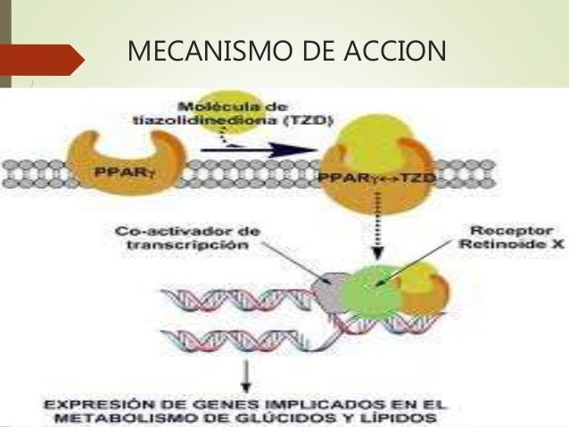 Metformina Efectos Secundarios Related Keywords Metformina Efectos Secundarios Related Keywords