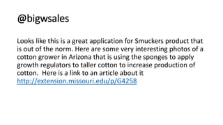 @bigwsales
Looks like this is a great application for Smuckers product that
is out of the norm. Here are some very interesting photos of a
cotton grower in Arizona that is using the sponges to apply
growth regulators to taller cotton to increase production of
cotton. Here is a link to an article about it
http://extension.missouri.edu/p/G4258
 