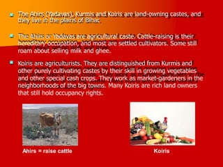 The Ahirs (Yadavas), Kurmis and Koiris are land-owning castes, and
they live in the plains of Bihar
.

The Ahirs or Yadavas are agricultural caste. Cattle-raising is their
hereditary occupation, and most are settled cultivators. Some still
roam about selling milk and ghee.
Koiris are agriculturists. They are distinguished from Kurmis and
other purely cultivating castes by their skill in growing vegetables
and other special cash crops. They work as market-gardeners in the


neighborhoods of the big towns. Many Koiris are rich land owners
that still hold occupancy rights.
Ahirs = raise cattle Koiris
 