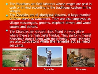 The Musahars are field laborers whose wages are paid in
cash or in kind according to the traditional custom in the
villages.
The Dusadhs are of aboriginal descent. A large number
of them serve as watchmen. They are also employed as
village messengers, grooms, elephant drivers and wood
cutters and porters.
The Dhanuks are servant class found in every place
where there are high caste Hindus. They perform menial
household duties along with their family. Some Dhanuks



are also cultivators while the females act as maid
servants.
Musahars Dusadhs Dhanuks
 