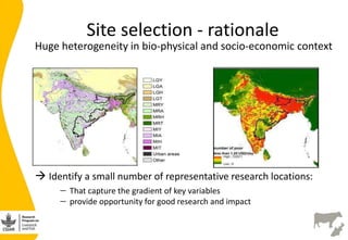 Developing the India smallholder dairy value chain impact pathway(s) 