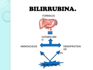 BILIRRUBINA.
FORMACIO
N
CATABOLISM
O
AMINOACIDOS HEMOPROTEIN
AS
75%
25%
Ig Hb = 35mg
B
 