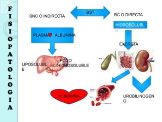 BNC O INDIRECTA BC O DIRECTA
PLASMA ALBUMINA
- POCO
HIDROSOLUBLELIPOSOLUBL
E
HIDROSOLUBL
E
EXCRETA
UROBILINOGEN
O
ALBUMINA
BST
F
I
S
I
O
P
A
T
O
L
O
G
I
A
 