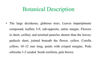 Botanical Description
• The large deciduous, glabrous trees. Leaves imparipinnate
compound, leaflets 5-9, sub-opposite, entire margin. Flowers
in short, axillary and terminal panicles shorter than the leaves;
pedicels short, jointed beneath the flower. yellow. Corolla
yellow, 10–12 mm long; petals with crisped margins. Pods
orbicular 1-2 seeded. Seeds reniform, pale brown.
 