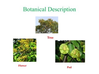 Botanical Description
Tree
Flower
Pod
 