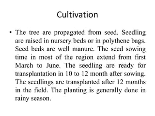 Cultivation
• The tree are propagated from seed. Seedling
are raised in nursery beds or in polythene bags.
Seed beds are well manure. The seed sowing
time in most of the region extend from first
March to June. The seedling are ready for
transplantation in 10 to 12 month after sowing.
The seedlings are transplanted after 12 months
in the field. The planting is generally done in
rainy season.
 