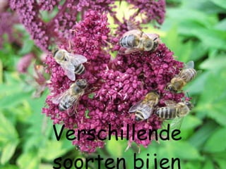 Bijen Ppt