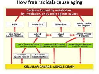 Presentation on Free Radicals Theory of Aging ppt | PPTX