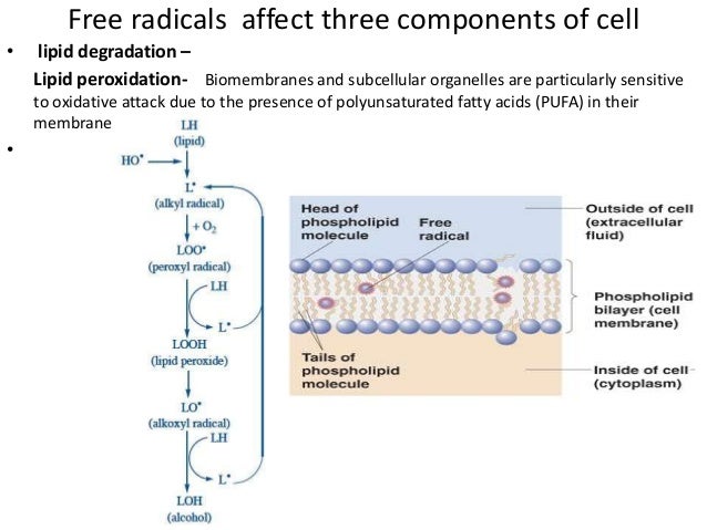 Presentation on Free Radicals Theory of Aging ppt automobile damage diagram 