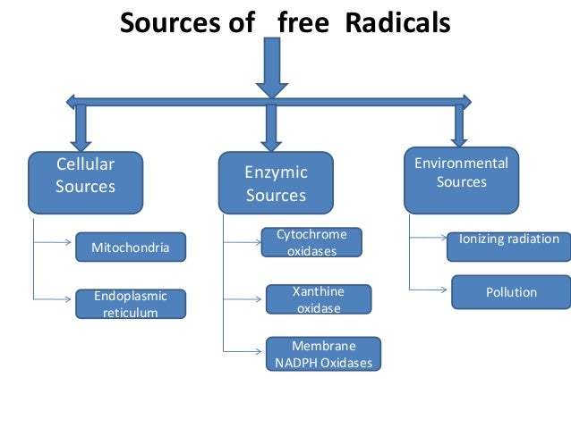 free radical theory of aging The free radical theory of aging (frta) states that organisms age because cells accumulate free radical damage over time a free radical is any atom or molecule that has a single unpaired electron in an outer shell while a few free radicals such as melanin are not chemically reactive, most biologically-relevant free radicals are highly reactive. free radical theory of aging The free radical theory of aging (frta) states that organisms age because cells accumulate free radical damage over time a free radical is any atom or molecule that has a single unpaired electron in an outer shell while a few free radicals such as melanin are not chemically reactive, most biologically-relevant free radicals are highly reactive.