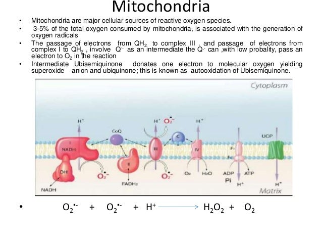 presentation on free radicals theory of aging ppt presentation on free radicals theory of aging ppt, Presentation templates