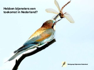 Hebben bijeneters een
toekomst in Nederland?
Werkgroep Bijeneters Nederland
 