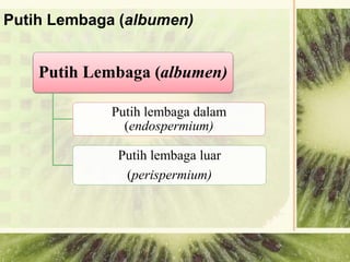 Putih Lembaga (albumen)
Putih Lembaga (albumen)
Putih lembaga dalam
(endospermium)
Putih lembaga luar
(perispermium)
 