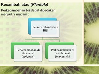Kecambah atau (Plantula)
Perkecambahan biji dapat dibedakan
menjadi 2 macam :
Perkecambambahan
Biji
Perkecambahan di
atas tanah
(epigaeis)
Perkecambahan di
bawah tanah
(hypogaeis)
 