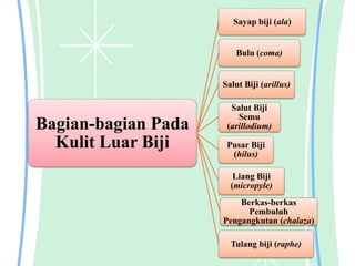 Bagian-bagian Pada
Kulit Luar Biji
Sayap biji (ala)
Bulu (coma)
Salut Biji (arillus)
Salut Biji
Semu
(arillodium)
Pusar Biji
(hilus)
Liang Biji
(micropyle)
Berkas-berkas
Pembuluh
Pengangkutan (chalaza)
Tulang biji (raphe)
 