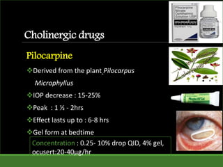 Cholinergic drugs
Pilocarpine
Derived from the plant Pilocarpus
Microphyllus
IOP decrease : 15-25%
Peak : 1 ½ - 2hrs
Effect lasts up to : 6-8 hrs
Gel form at bedtime
Concentration : 0.25- 10% drop QID, 4% gel,
ocusert:20-40µg/hr
 