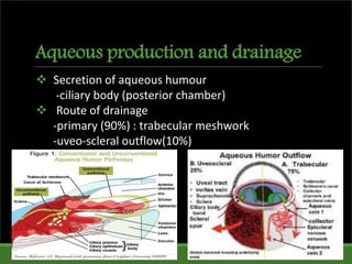 Aqueous production and drainage
 Secretion of aqueous humour
-ciliary body (posterior chamber)
 Route of drainage
-primary (90%) : trabecular meshwork
-uveo-scleral outflow(10%)
 