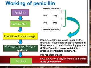 Working of penicillin
NAM-NAG-NAM-NAG
Pep Pep
Pep Pep
NAM-NAG-NAM-NAG
Pep side chains are cross linked as the
final step in synthesis of peptidoglycan in
the presence of penicillin binding protein
(PBPs).Penicillin drugs inhibit this
process after binding with PBPS.
Pep=peptide linkage
NAM &NAG =N-acetyl muramic acid and N-
acety glucosamine
Penicillin
Binds to PBPs
Inhibition of cross linkage
Blockage of peptidoglycan
synthesis
Cell dies
 
