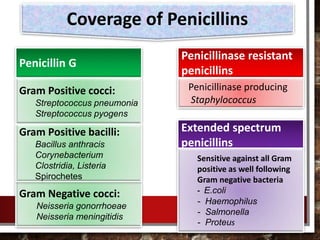 Coverage of Penicillins
Penicillin G
Penicillinase resistant
penicillins
Extended spectrum
penicillins
Gram Positive cocci:
Streptococcus pneumonia
Streptococcus pyogens
Gram Negative cocci:
Neisseria gonorrhoeae
Neisseria meningitidis
Gram Positive bacilli:
Bacillus anthracis
Corynebacterium
Clostridia, Listeria
Spirochetes
Penicillinase producing
Staphylococcus
Sensitive against all Gram
positive as well following
Gram negative bacteria
- E.coli
- Haemophilus
- Salmonella
- Proteus
 