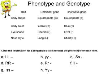 Phenotype and Genotype
Trait

Dominant gene

Recessive gene

Body shape

Squarepants (S)

Roundpants (s)

Body color

Yellow (Y)

Blue (y)

Eye shape

Round (R)

Oval (r)

Nose style

Long (L)

Stubby (l)

1.Use the information for SpongeBob’s traits to write the phenotype for each item.

a. LL –

b. yy -

c. Ss -

d. RR –

e. Rr -

f. ll -

g. ss –

h. Yy -

 
