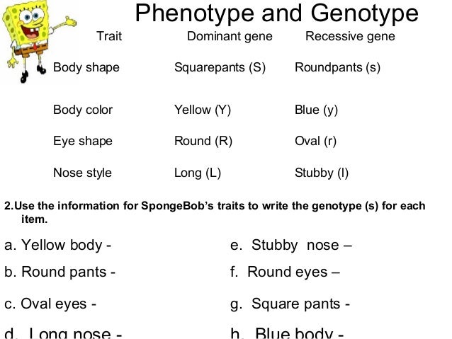Worksheets Spongebob Genetics Worksheet spongebob genetics worksheet sharebrowse delibertad