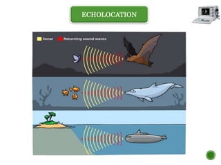 ECHOLOCATION
 