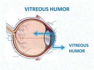 Viterous Humor Function Windows to the Soul: Unlocking the Complex Anatomy of the Human Eye | PPTX