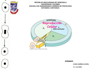 Reproducción
Celular
REPUBLICA BOLIVARIANA DE VENEZUELA
UNIVERSIDAD YACAMBU
ESCUELA DE HUMANIDADES-CARRERA DE PSICOLOGIA
ESTUDIOS A DISTANCIA
INTEGRANTE:
MARIAGABRIELADURAN
C.I: 13114969
 
