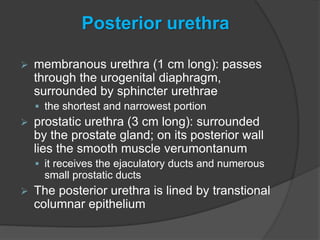Posterior urethra
 membranous urethra (1 cm long): passes
through the urogenital diaphragm,
surrounded by sphincter urethrae
 the shortest and narrowest portion
 prostatic urethra (3 cm long): surrounded
by the prostate gland; on its posterior wall
lies the smooth muscle verumontanum
 it receives the ejaculatory ducts and numerous
small prostatic ducts
 The posterior urethra is lined by transtional
columnar epithelium
 
